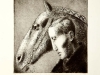 thumbs 274 darragh man and horse 1984 27x38 etching 4 7 Collection continued