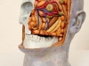 thumbs 40b poynter head study skull 2001 lifesize fibreglass oil paint Malcolm Poynter
