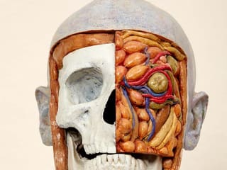 Malcolm Poynter: Head Study-Skull